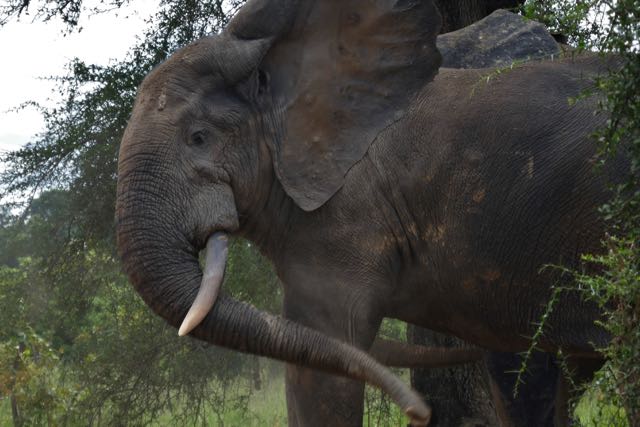 2018.10.30 - 1116 - elephants, Mole National Park (2).JPG
